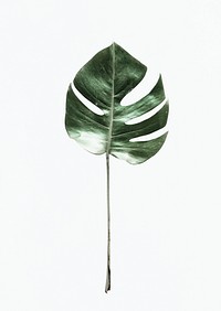 Split leaf philodendron on white background psd
