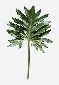 Philodendron xanadu leaf on white background psd
