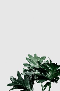 Philodendron xanadu leaf on gray background psd