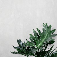 Philodendron xanadu leaf on gray background psd