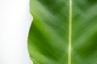 Closeup of bird&#39;s-nest fern leaf
