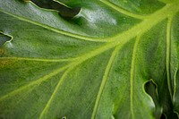 Closeup of a green leaf background