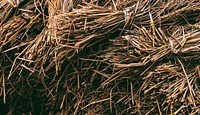 Dried hay or straw with grains