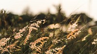 Nature desktop wallpaper background, wild grass growing in nature