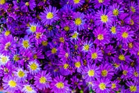 Closeup of purple daisy textured background