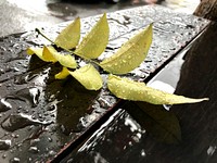 Yellow leaf on a wet wooden plank