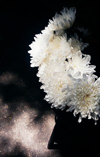 Closeup of white chrysanthemum flower