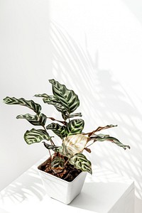 Calathea Makoyana  pot by a white wall