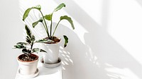 Tropical plants by a white wall with window shadow