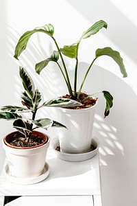 Tropical plants by a white wall with window shadow
