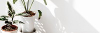 Tropical plants by a white wall with window shadow