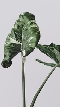 Heart shaped Alocasia leaves mobile wallpaper