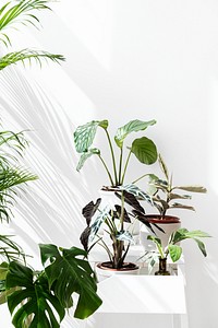 Tropical plants by a white wall with window shadow