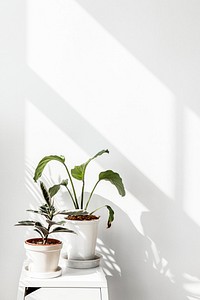 Tropical plants by a white wall with window shadow