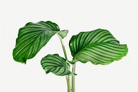 Calathea Orbifolia leaves isolated on background mockup