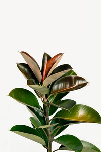 Fresh natural Indian rubber plant isolated on background