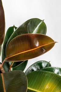 Closeup of fresh Indian rubber plant leaves