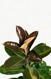 Fresh natural Indian rubber plant isolated on background