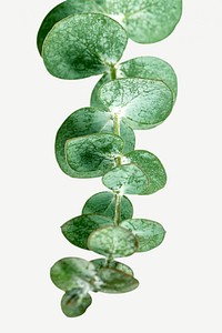 Eucalyptus round leaves on white background mockup