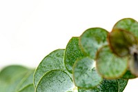 Close up of Eucalyptus round leaves on white background