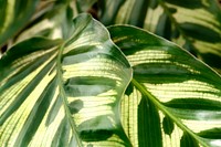 Close up of Calathea Makoyana leaves background