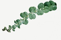 Eucalyptus round leaves on white background mockup