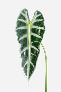 Amazonian Elephant Ear leaf on an off white background