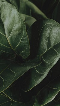 Close up of a Fiddle-leaf fig plant mobile wallpaper