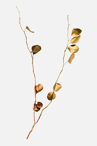 Eucalyptus round leaves painted in gold on an off white background