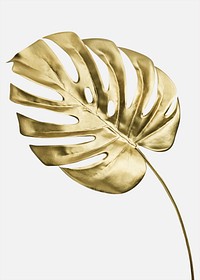 Golden monstera leaf on a white background mockup