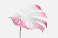 Monstera leaf painted in white and pink on an off white background