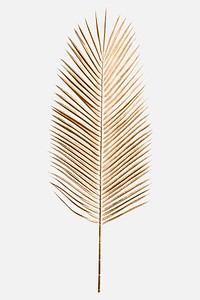 Areca palm leaf painted in gold on an off white background