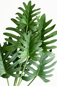 Closeup to fresh green Philodendron Xanadu leaves