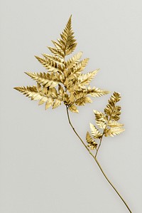 Golden leatherleaf fern isolated on background