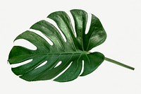 Monstera delicosa plant leaf  on a white background