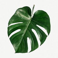 Monstera delicosa plant leaf on a white background mockup