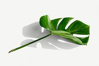 Monstera delicosa plant leaf on a white background mockup