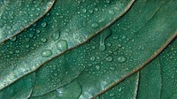 Green leaf textured background with droplets of water
