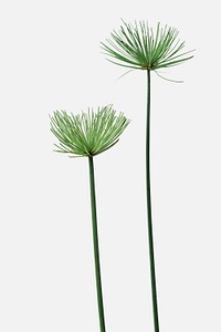 Papyrus plant on an off white background