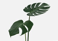 Monstera delicosa plant leaf on an off white background