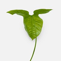 Tropical Alocasia leaf on an off white background