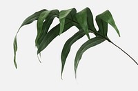 Doryopteris nobilis leaves mockup isolated on an off white background