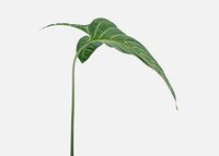 Tropical Alocasia leaf on an off white background