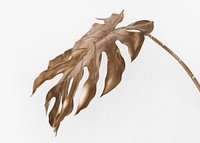 Golden monstera leaf on a white background mockup