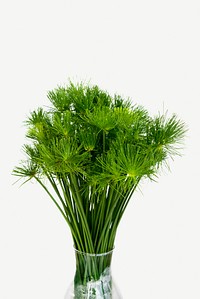 Papyrus green leaves in a vase