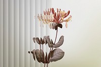 Nature background psd with flower behind patterned glass