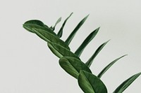 ZZ plant on gray background