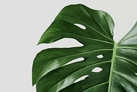 Green Monstera leaf background with design space