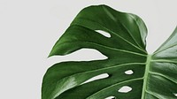 Green Monstera leaf background with design space