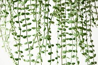 Angel vine plant background hanging houseplant